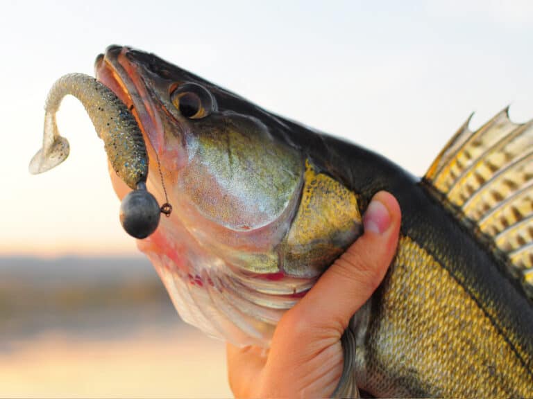 walleye caught in utah