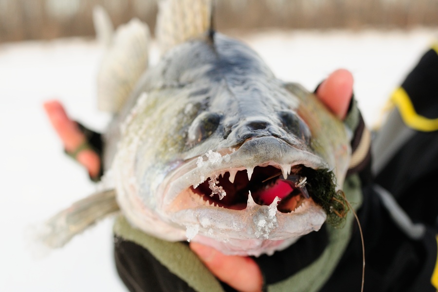 walleye teeth are very sharp