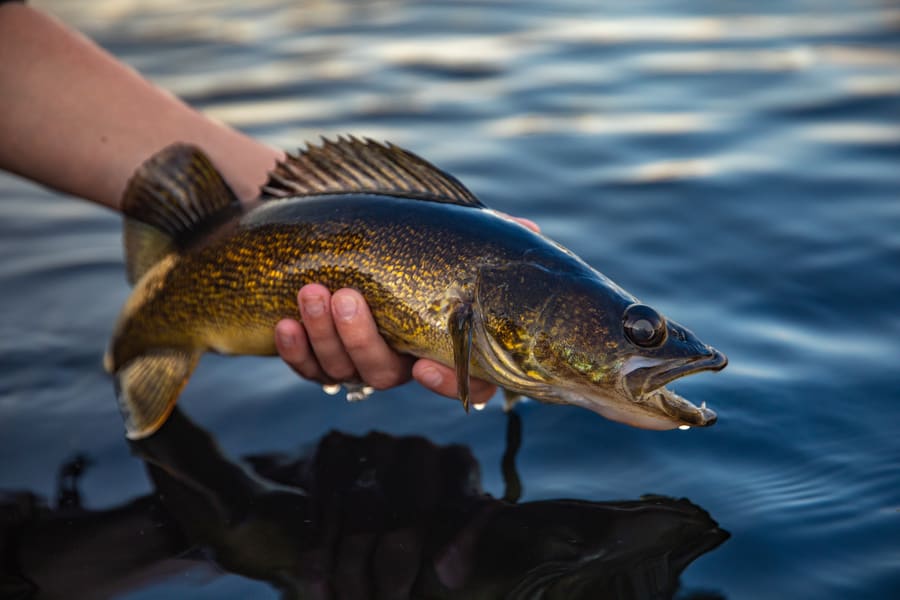 nice walleye being released into water