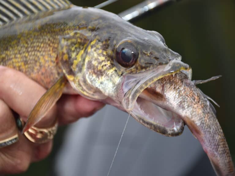 walleye caught