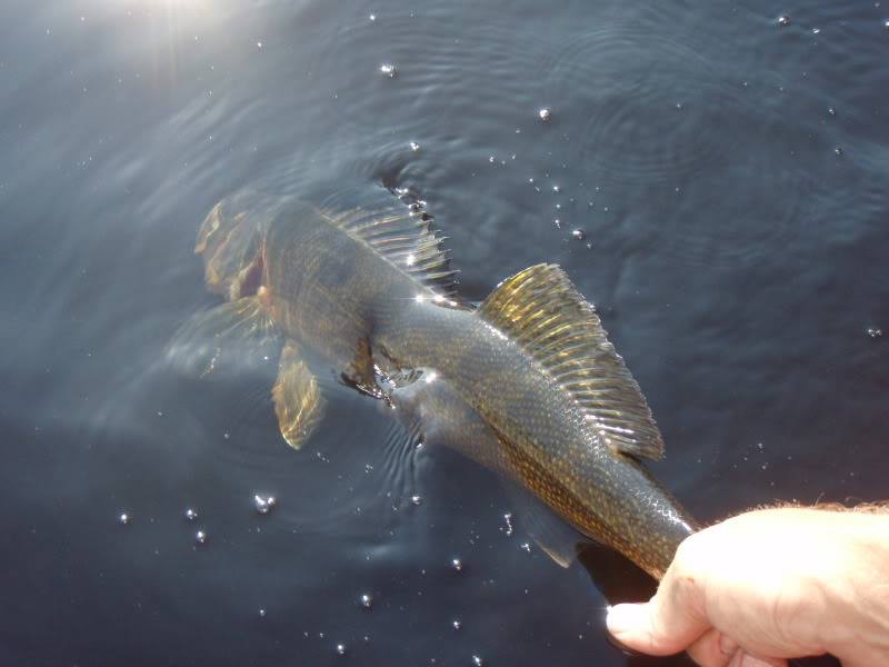 where to catch daytime walleye in rivers