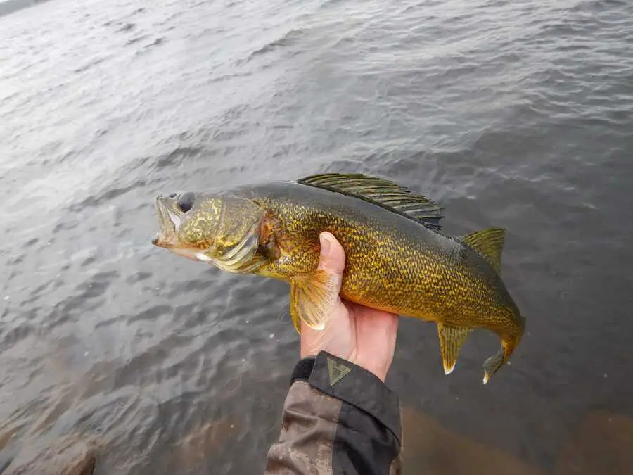 where to catch daytime walleye in lakes