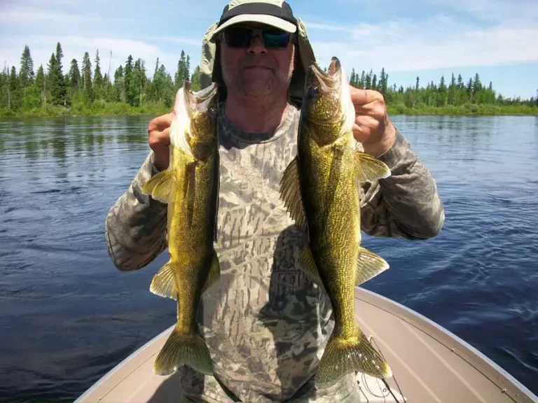 What Walleye Eat (Seasonal Guide) Are They Bottom Feeders?